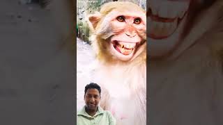 Bandar ka Hasi😆😆trending funny monkey comedy animals [upl. by Zul]