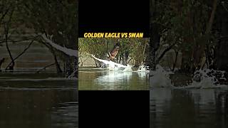 Golden eagle vs peregrine Falcon trending animals birds wildlife falcon eagle swan shorts [upl. by Reade]