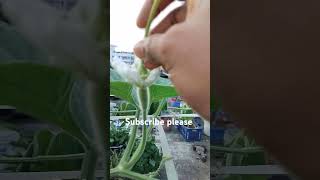 Rooftop garden garden shots viralshort yt parus vlog and cooking [upl. by Thirzi465]