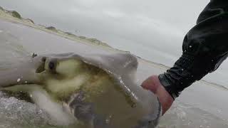 Epic Day fishing for Duckbill rays [upl. by Datnow]