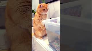 Funny cats cat cute funnykitty funnycatvids pets [upl. by Noella]