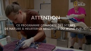 « L’inertie utérine » chez une chienne [upl. by Aguste]