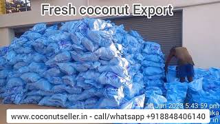 Fresh Coconut Export From Karnataka [upl. by Leinad552]