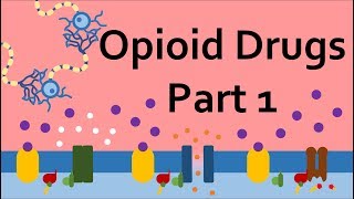 Opioid Drugs Part 1 Mechanism of Action [upl. by Ogram]