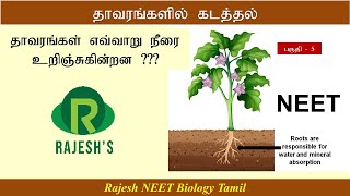 Transport in Plants  Apoplast and Symplast தாவங்களில் கடத்தல்  ஆபோபிளாஸ்ட் மற்றும் சிம்பிளாஸ்ட் [upl. by Eidnyl]