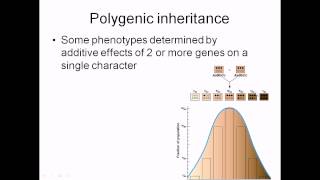 Incomplete Dominance Codominance Polygenic Traits and Epistasis [upl. by Siulegroj]