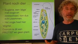 Biologie HV OB Protisten [upl. by Berstine]