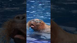 10 Amazing Facts About Walruses You Didnt Know animalfacts viralshorts fyp [upl. by Cinomod702]