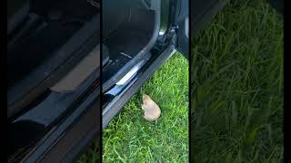 prairiedog animals nature nature viralvideo viralshorts wildlife jump car determination [upl. by Anaj252]