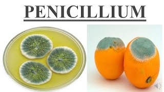 Penicillium [upl. by Stephani877]