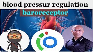 blood pressure regulation baroreceptor  How does baroreceptors control blood pressure [upl. by Tarrel]