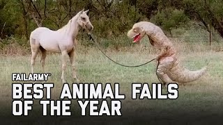 Best Animal Fails of 2020  FailArmy [upl. by Bicknell127]