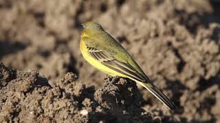 Western Yellow Wagtail Motacilla flava  נחליאלי צהוב [upl. by Darra]