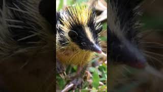 Discover the Fascinating World of Tenrecs Unusual Facts and Behaviors [upl. by Bigford]