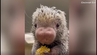 Porcupine munches on corn at Cincinnati Zoo [upl. by Naivatco41]