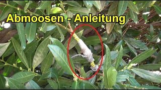 Pflanzen durch Abmoosen vermehren  selber ziehen – ANLEITUNG DIY Garten [upl. by Christean145]