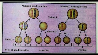 Importance of meiosis nondisjunction and cell death [upl. by Scot]