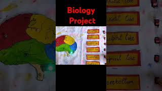 3d Project Idea  Human BrainWorking modal of Human brain [upl. by Poll]