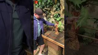 Real Mandrake Plant😳 ytshorts [upl. by Trepur]