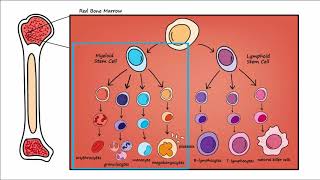 Leukemia  Overview [upl. by Fosque414]