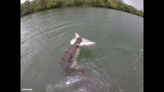 Crocodile Steals Shark Off Fishermans Line  Dogtooth Media [upl. by Aeet906]