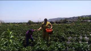 Mahabaleshwar Strawberry garden [upl. by Anertak]