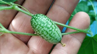 Mouse Melon  Cucamelon Melothria scabra [upl. by My]