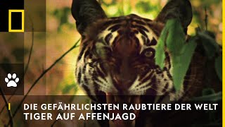 DIE GEFÄHRLICHSTEN RAUBTIERE DER WELT Tiger auf Affenjagd  National Geographic [upl. by Asiek]