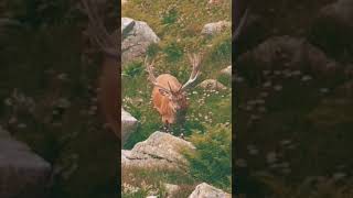 tatry tatras jelen deer nature mountains oldmovies wildanimals poland travel mindfulness [upl. by Atnoid]