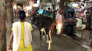 India  Tiruchirappalli Temple Street Cow Traffic [upl. by Zerla397]