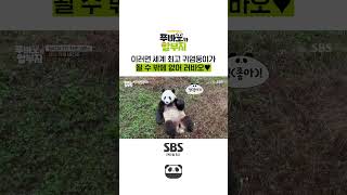 95KG 중에 제일 귀여워🖤 처음 만나자마자 애교 부리는 러바오🐼 푸바오와할부지 l SBSNOW [upl. by Aroled]