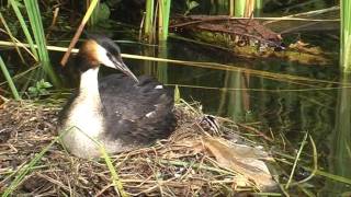 HET NEST VAN DE FUUT [upl. by Hajar]