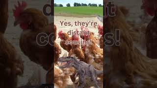 Chickens and Dinosaurs A Surprising Link [upl. by Naji]