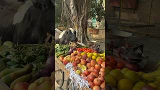 अंकल का सब्ज़ी गाय माता खा गई😱🥲humanity respect helping trending viralvideo youtubeshorts [upl. by Handal]