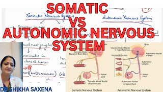 Somatic vs Autonomic nervous system differences diagrammatic representation [upl. by Stegman780]