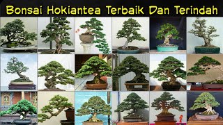 Kumpulan Bonsai Hokiantea Terbaik Dan Terindah Carmonaretusa [upl. by Thatch]