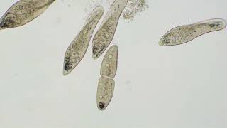 A paramecium reproduces in front of your eyes [upl. by Kellyn]