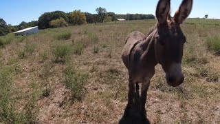 Training Day For Toby Training A Donkey [upl. by Noryak382]