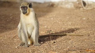 10 Wild Animals in Senegal [upl. by Herv]