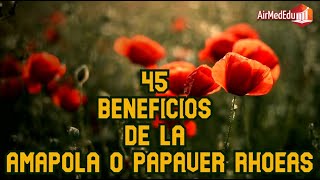 45 Beneficios de la Amapola o Papaver rhoeas [upl. by Ramedlaw]