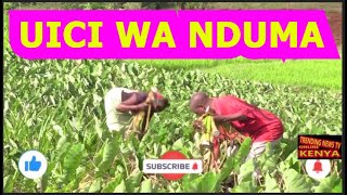 😭😭😭😭UICI WA NDUMA KUHAHURA ARIMI ARIA RIU MATIGITWO NA HATHARA NENE NA MATARI NA GIAKWENDIA [upl. by Eitsirhc]