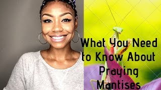 WHAT YOU NEED TO KNOW ABOUT PRAYING MANTISES  THE REASON YOU MAY BE SEEING PRAYING MANTISES [upl. by Juanne]