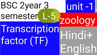 BSC 2nd year 3 semester zoology topic Transcription factor TF [upl. by Anay]