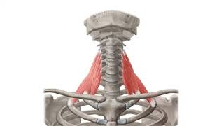 Scalene muscles preview Human Anatomy Kenhub [upl. by Clifford]