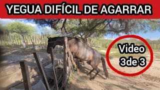 COMO LE ENSEÑAMOS A CABESTREAR A YEGUA SIN DOMAR 3ERA PARTE caballossalvajes [upl. by Airemahs220]