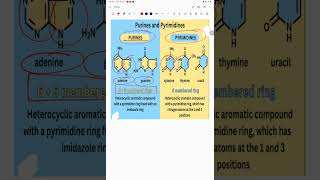 Difference between purine and pyrimidine baese [upl. by Mitzi]