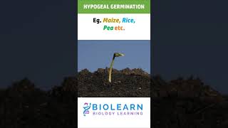 HYPOGEAL GERMINATION  TYPES OF GERMINATION  BioLearn [upl. by Ahsiele]