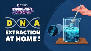 How To Extract DNA From Banana  DNA Extraction At Home  Experiment Shorts  YTShorts [upl. by Nerot674]