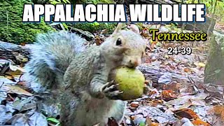 Appalachia Wildlife Video 2439 of AS THE RIDGE TURNS in the Foothills of the Great Smoky Mountains [upl. by Rodrich]