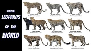 All Common Leopard Subspecies [upl. by Now477]